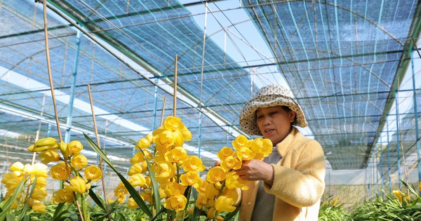Trồng loài lan quý tộc, 15 hộ dân ở Đà Lạt cắt cành bán, năm nào cũng trúng tiền to 3 dialanhoanghau2025022722545220250302211508 1741063243540 17410632437981899152578 0 97 1080 1825 crop 17410633186771824450502