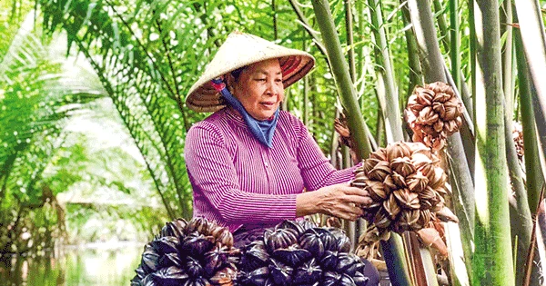 dua nuoc 17415100615101901861610 0 0 375 600 crop 1741510423056889729984