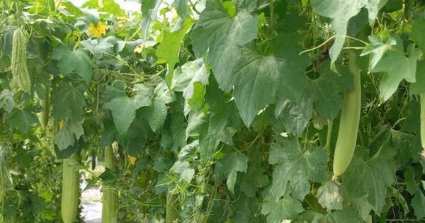 Trồng loại quả dài, xào thơm nức, ngửi thèm ăn, chủ vườn Long An hễ cắt đến đâu bán hết đến đó 7 gian muop day 17408888042661591246565 0 0 339 647 crop 17408888067111876073456