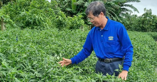 huynh doan thong 3 17416899821341183943906 169 0 546 720 crop 17416906199301939708557