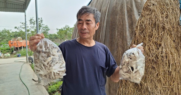 nong dan thu bon tien tu nam 1741772873244491883970 192 0 862 1280 crop 17417728785351620829007