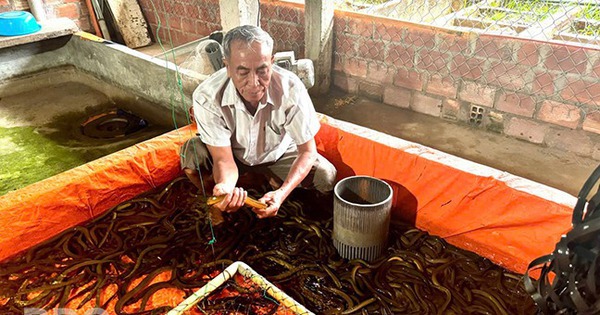 nuoi luon dong thanh cong thu tien ty cua ty phu binh dinh 1742549696150404063442 0 0 340 650 crop 17425498475371972083671