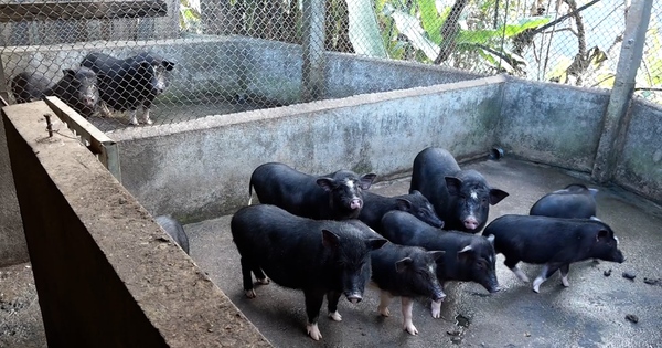 nuoiloailondenbangphuongphaptruyenthongchinongdannguoimongcoyenbaicothunhapkha 7 17416055331041179000541 0 0 1005 1920 crop 1741606204508727173204