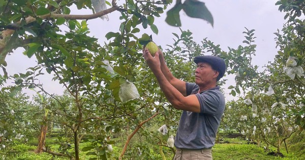 Lão nông cho cây ổi Đài Loan "ăn" bã mắm, quả ngọt lịm, thương lái đến tận vườn "khuân" hết 11 oi dai loan 3 1742812622978704490461 52 0 1025 1858 crop 1742813105562234024779