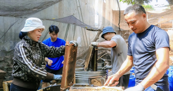 Con vật "ăn ít làm nhiều ngày", nuôi thành công ở Đắk Lắk, chả tốn thức ăn, cuối mùa cầm cục tiền 21 quan lam viec ca ngay chang ton tien mua thuc an nhung van thu ve dac san quy nuoi ong lay mat 26 17430585475021229968488 175 0 1515 2560 crop 1743060077566650230084