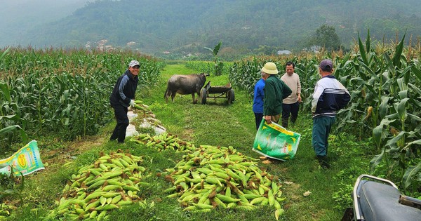 Trồng thứ cây ra "trái" giữa thân, ăn ngọt lịm, doanh nghiệp bao tiêu sản phẩm, nông dân thắng lớn 1 trong ngo ngot 3 1741832486099988774656 99 0 1337 2365 crop 17418329091742070683784