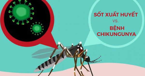 Dấu hiệu bệnh Chikungunya khác gì sốt xuất huyết? 1 benh chikungunya 01 17546393465671111295726 18 0 1090 2048 crop 17546393858071189090903 1754976031404 175497603325897431740 0 50 315 554 crop 17549764543951658541346