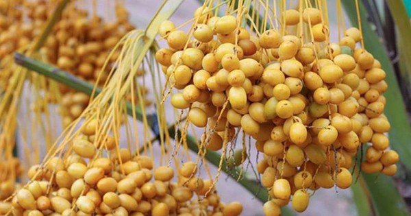 Quả chà là tươi xuất hiện nhiều ở chợ Việt được ví như 'hạt ngọc của sa mạc': Nên ăn chà là tươi hay khô mới tốt cho sức khỏe? 1 qua cha la 1756011085570770591637 33 0 533 800 crop 1756011145025767614180
