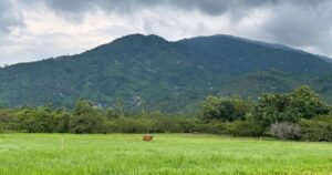 chuachan cropped 1749545190082