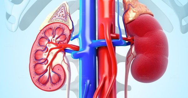Suy thận: Nhận diện sớm các dấu hiệu cảnh báo và hướng phòng ngừa 1 the nao la than khoe luong y nguyen thanh su 17615312897712016294073 0 0 445 712 crop 17615312930662039525296