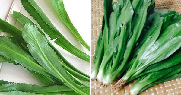 cay mui tau 1762430857627195608308 68 0 445 720 crop 17624312379371294206101