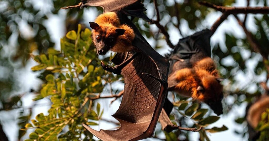 WHO ra khuyến cáo mới về virus Nipah 1 avatar1769827969340 17698279700752083315680
