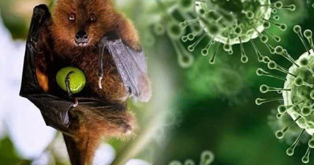 Bộ Y tế yêu cầu siết chặt an toàn thực phẩm phòng bệnh do vi rút Nipah 1 virus 176968065502751519756 0 46 294 516 crop 1769680698216250079551