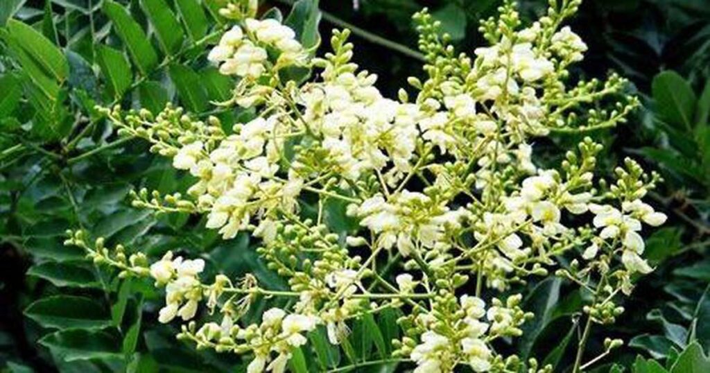 Loại nụ hoa quen thuộc chứa rutin tốt cho mạch máu, bác sĩ lưu ý không nên dùng theo 'truyền miệng' 9 hoe hoa 2 17857388084492142215539 10 0 323 500 crop 1785739253579608300335