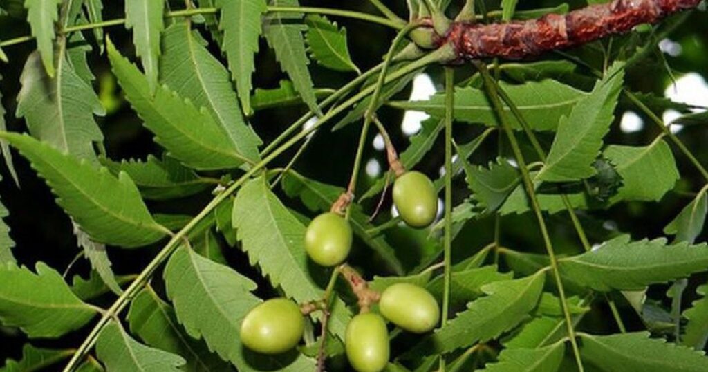 Lá xoan và những điều ít người biết về công dụng, độc tính 2 la xoan 1790501626619 17905016275021225077303 0 28 506 838 crop 17905017331891325810119